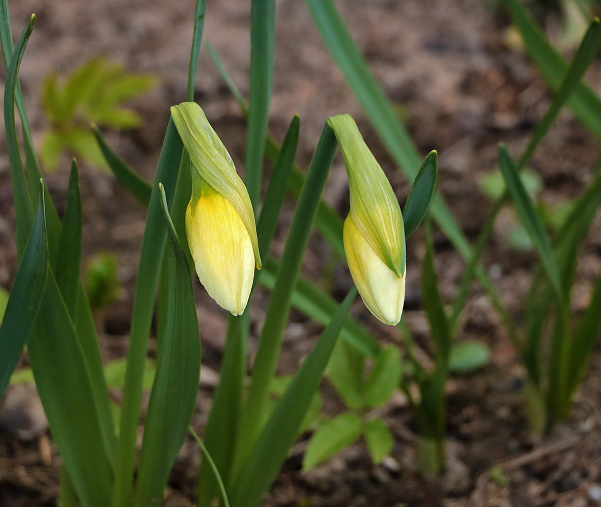 Двое из ларца...