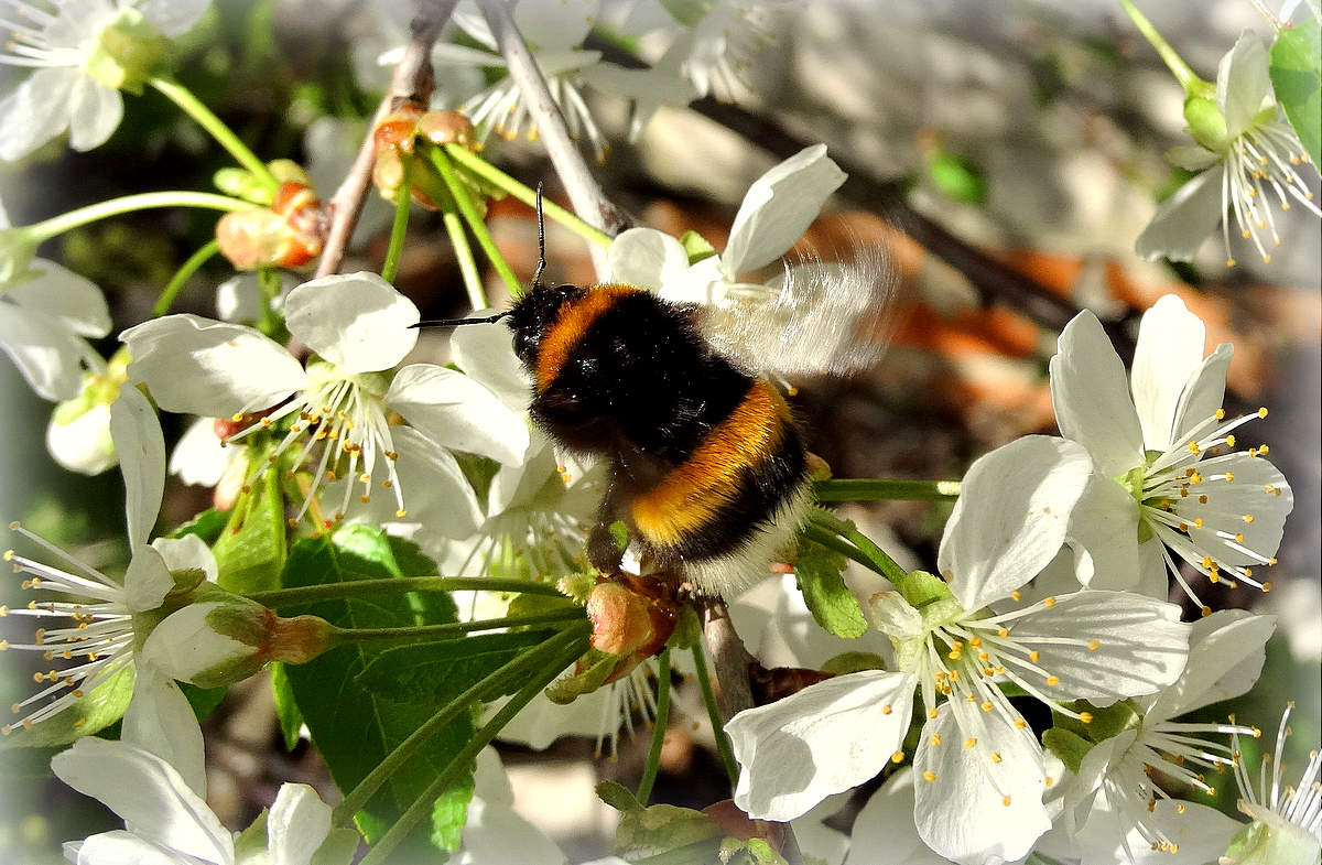 Мир, труд, май