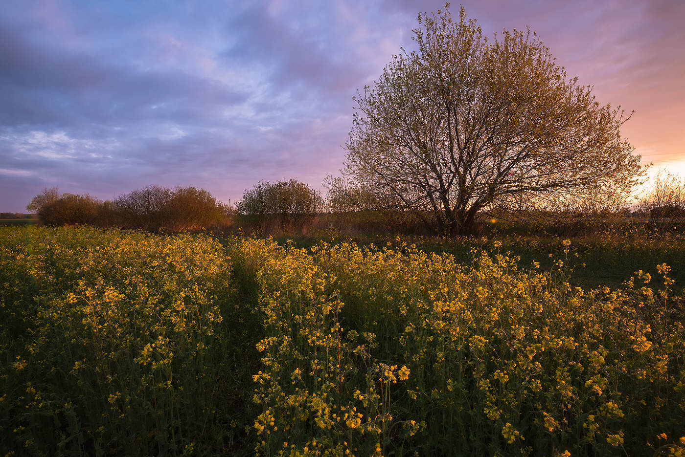 Майское утро