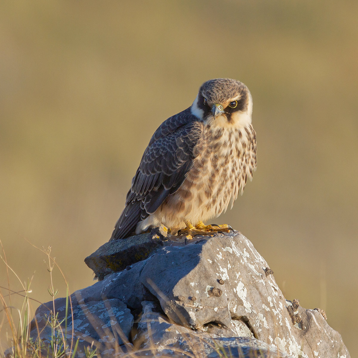 Вечерний чеглок