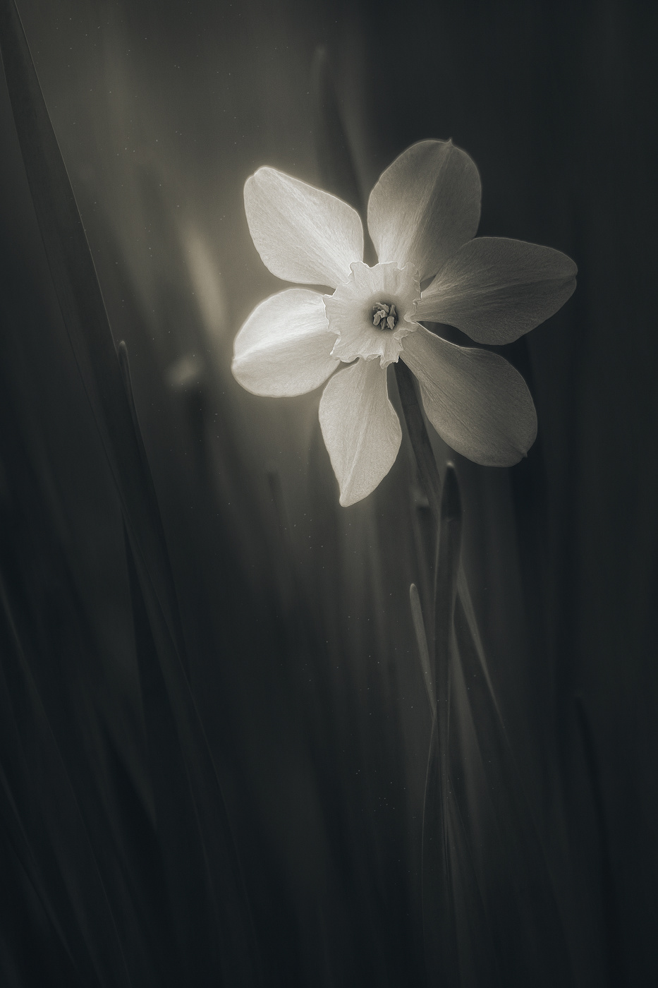 Сквозь серый сумрак брезжит свет.