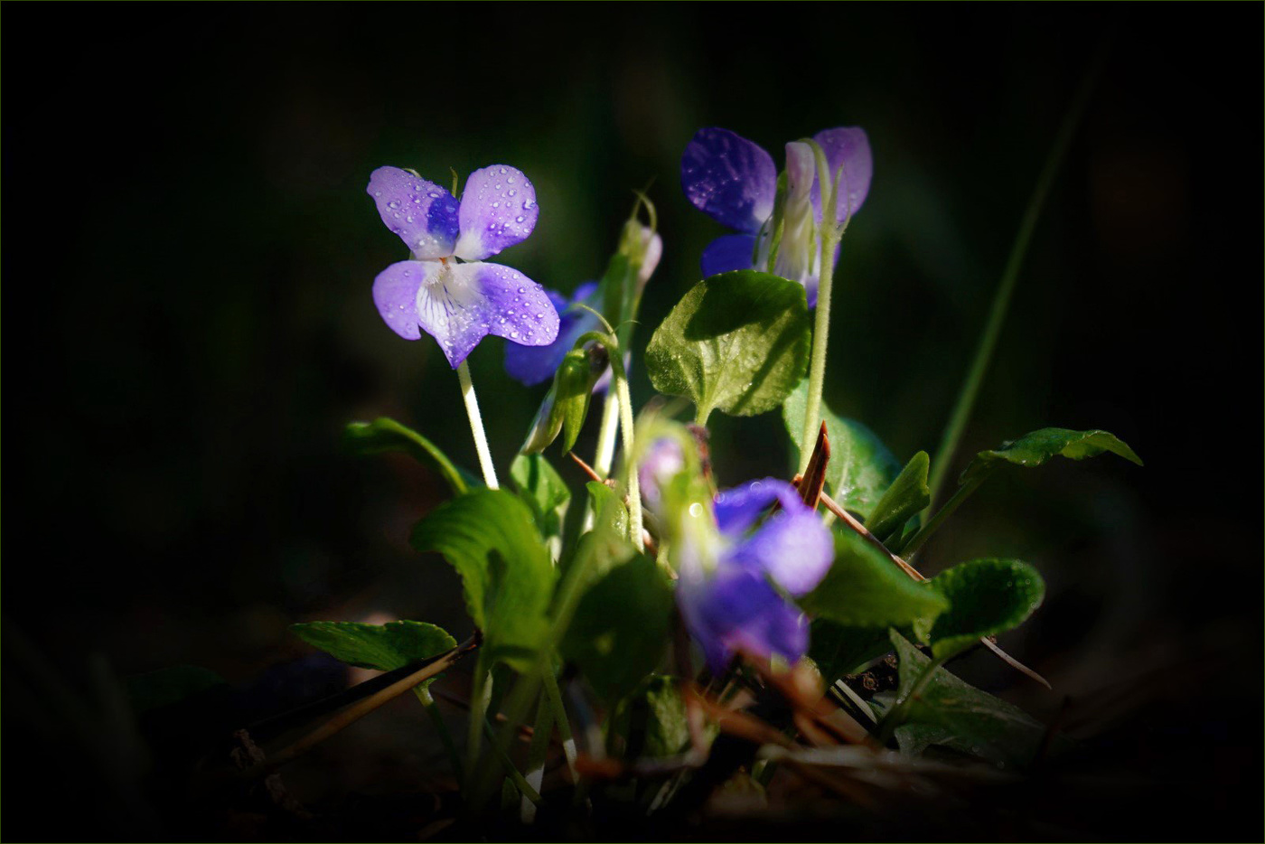 Лесная малютка