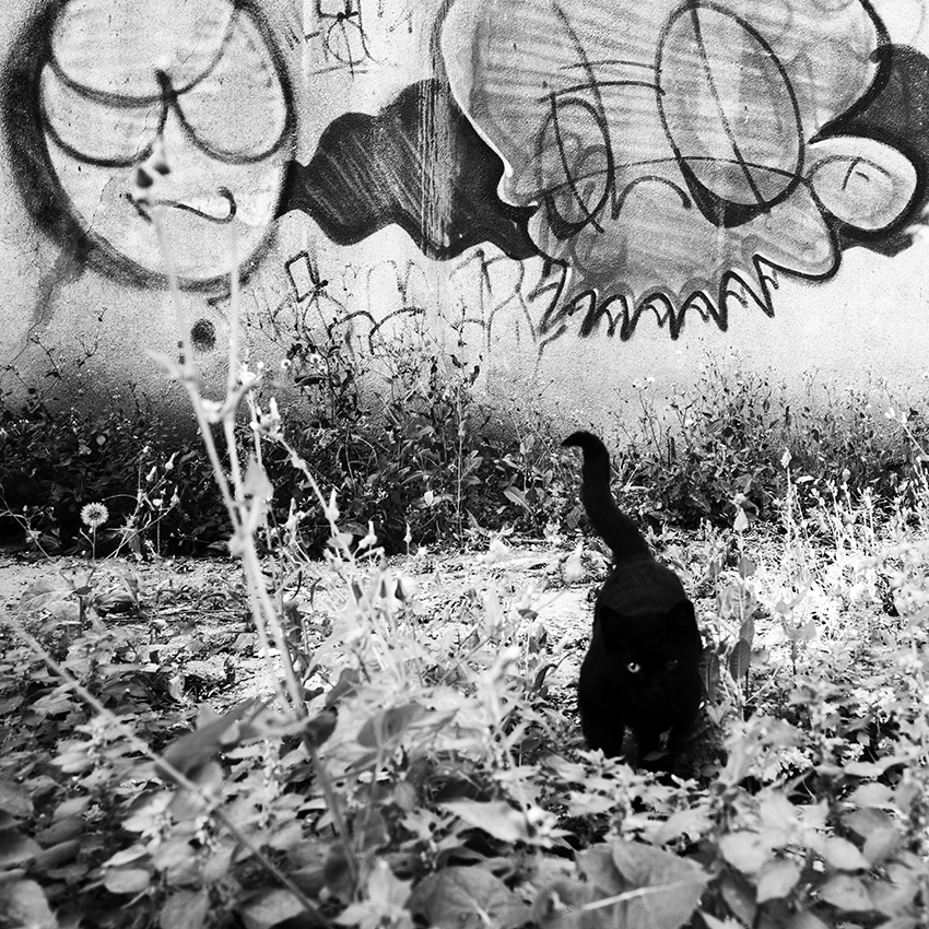 Как? Вы не любите кошек? Вы просто не умеете их готовить.