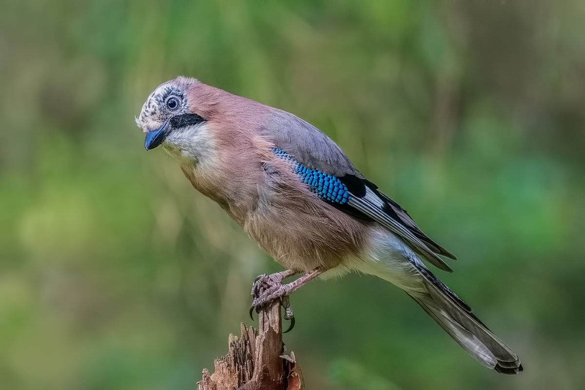 Любопытная.