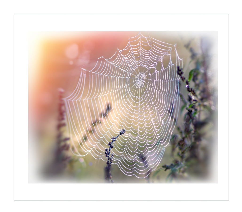 Классика паутины