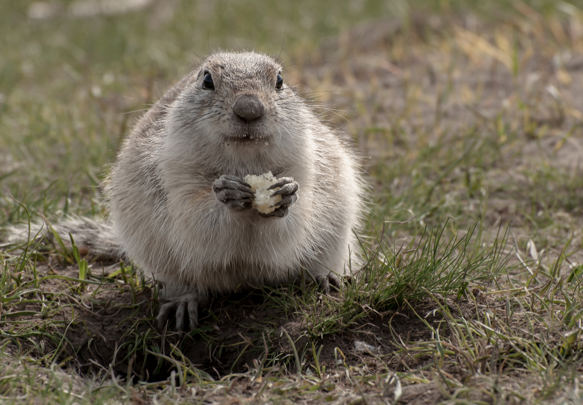 С угощением