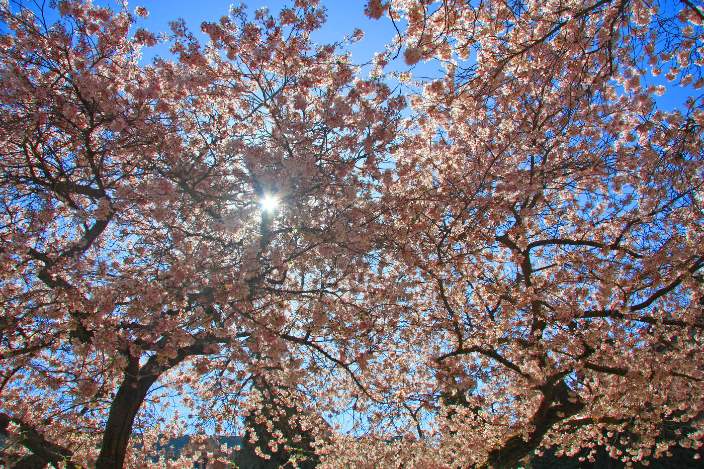 Цветение весны...