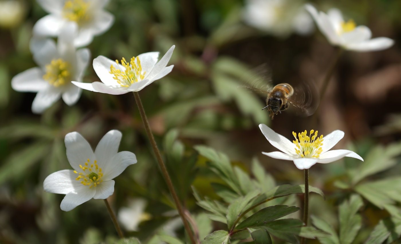 Открытие сезона сбора мёда