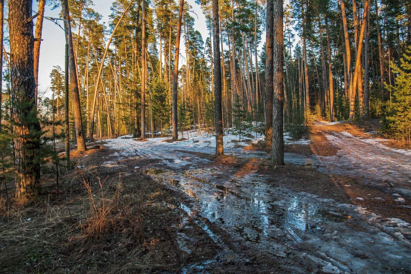 апрельский лес