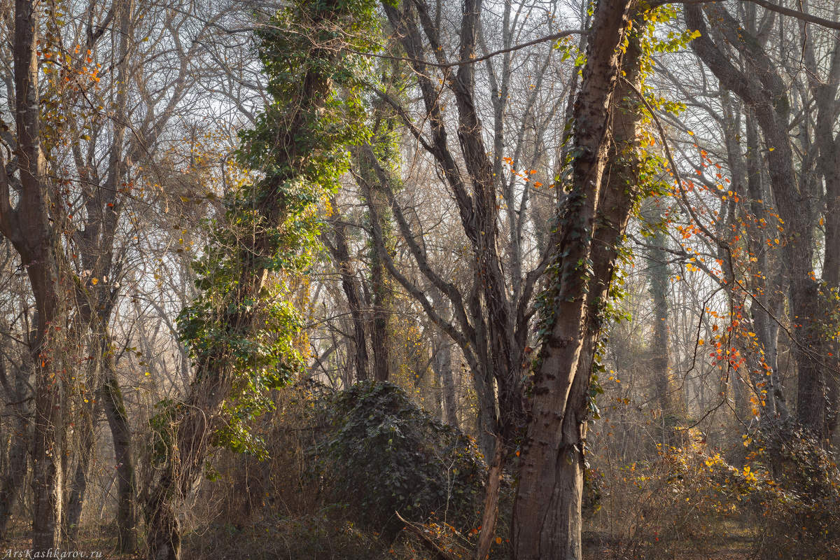 "Лианный лес"