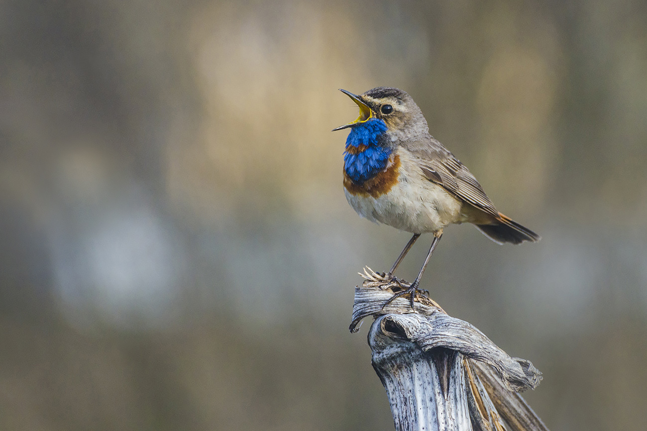 Весенняя премьера