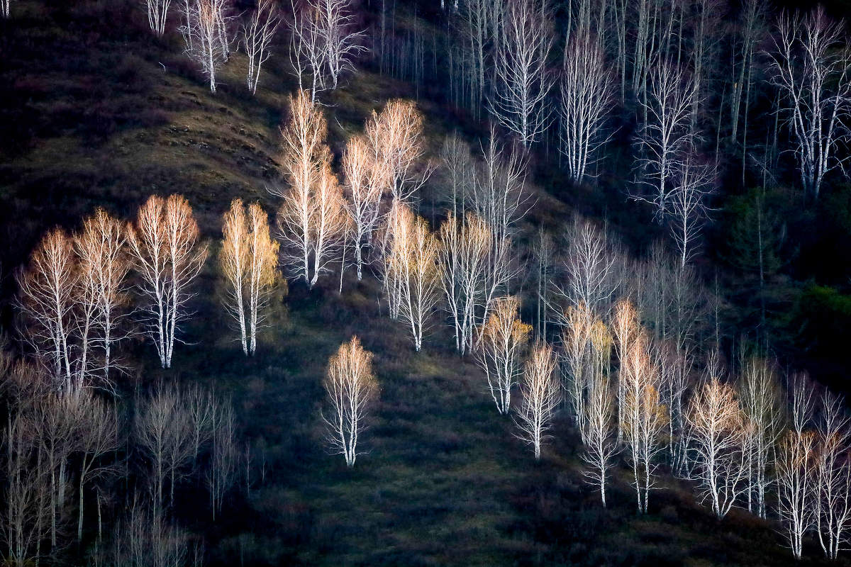 Отголоски лета