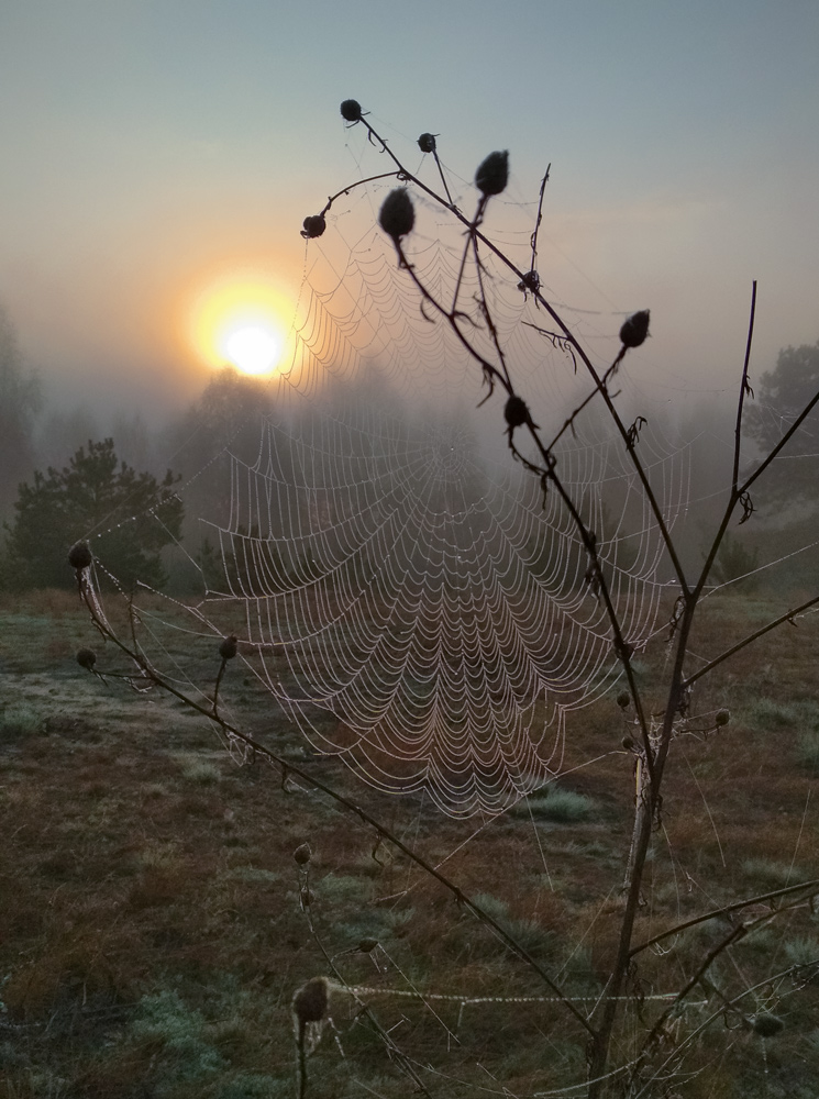Майское утро