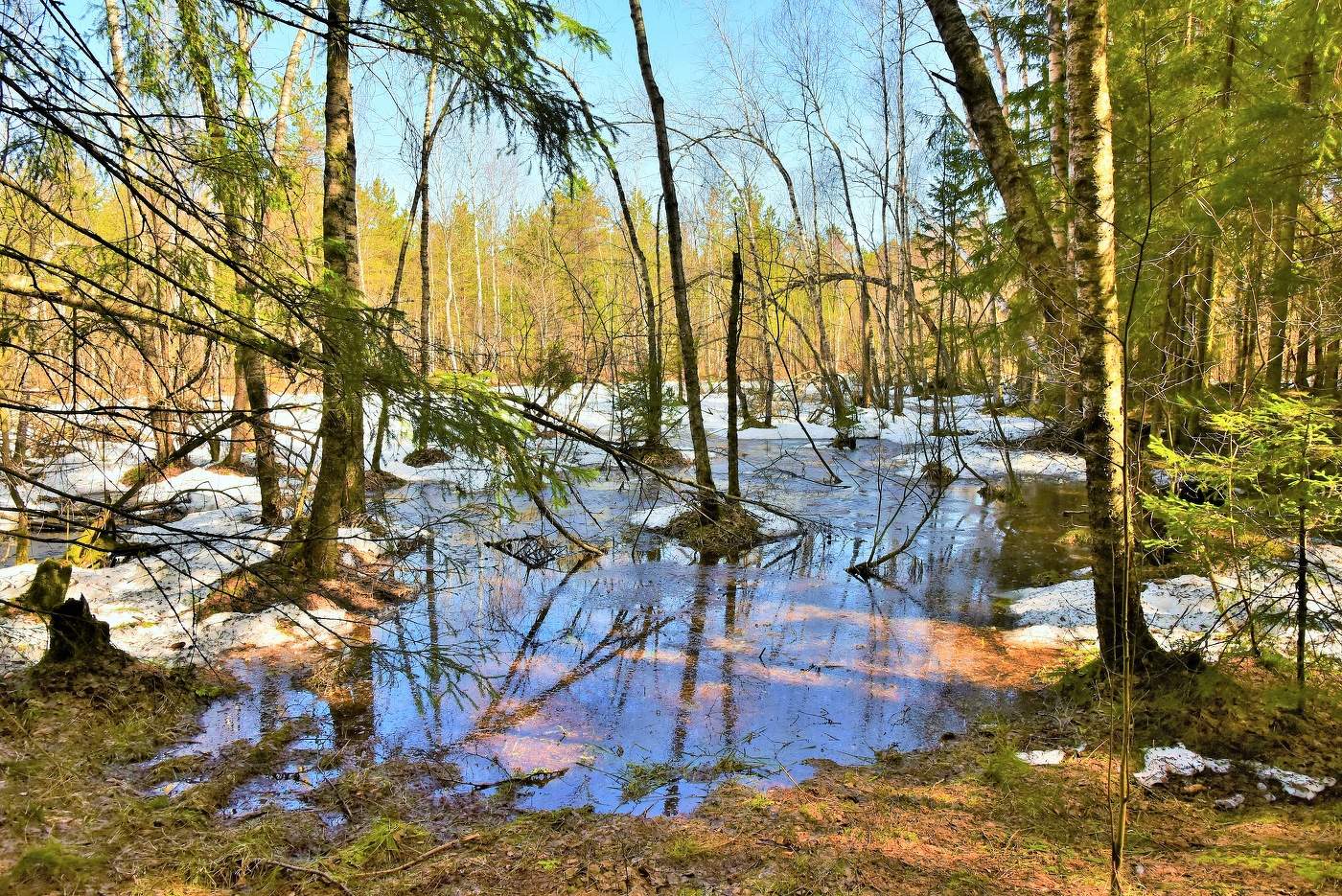 В весеннем лесу ...
