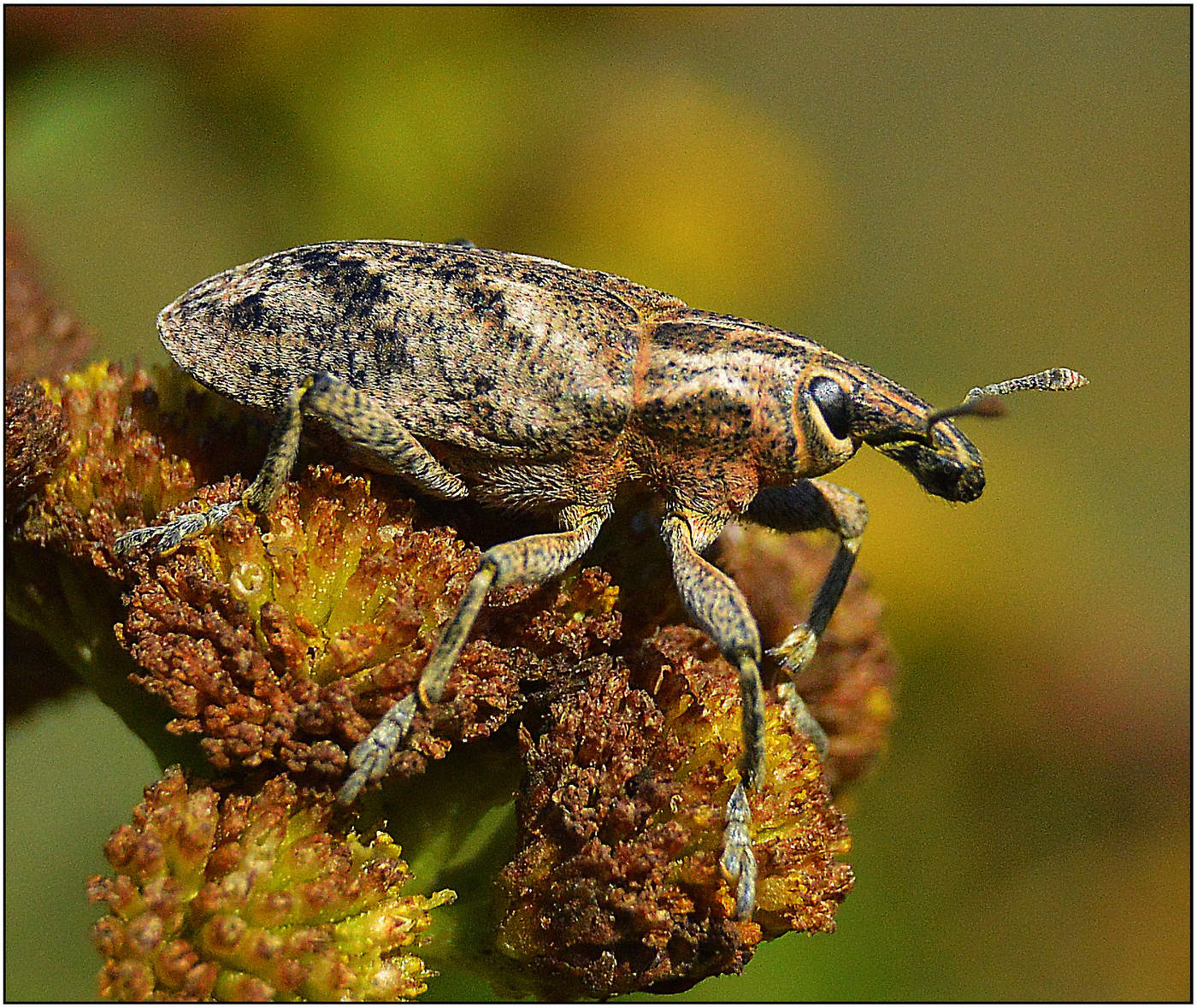 Свекловичный долгоносик.