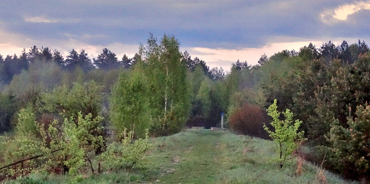В туманной дымке на опушке