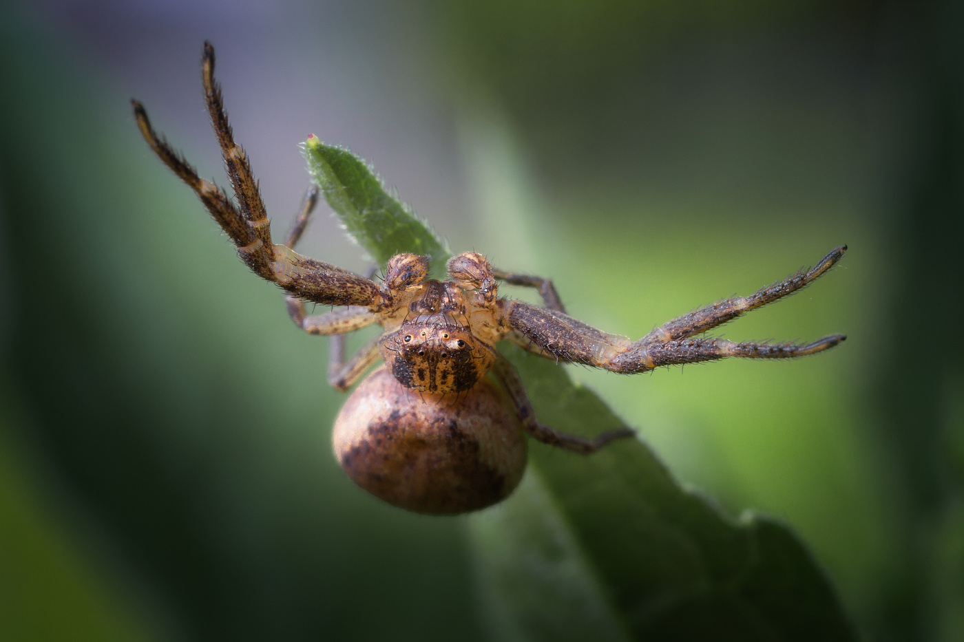 Паук-бокоход на охоте.