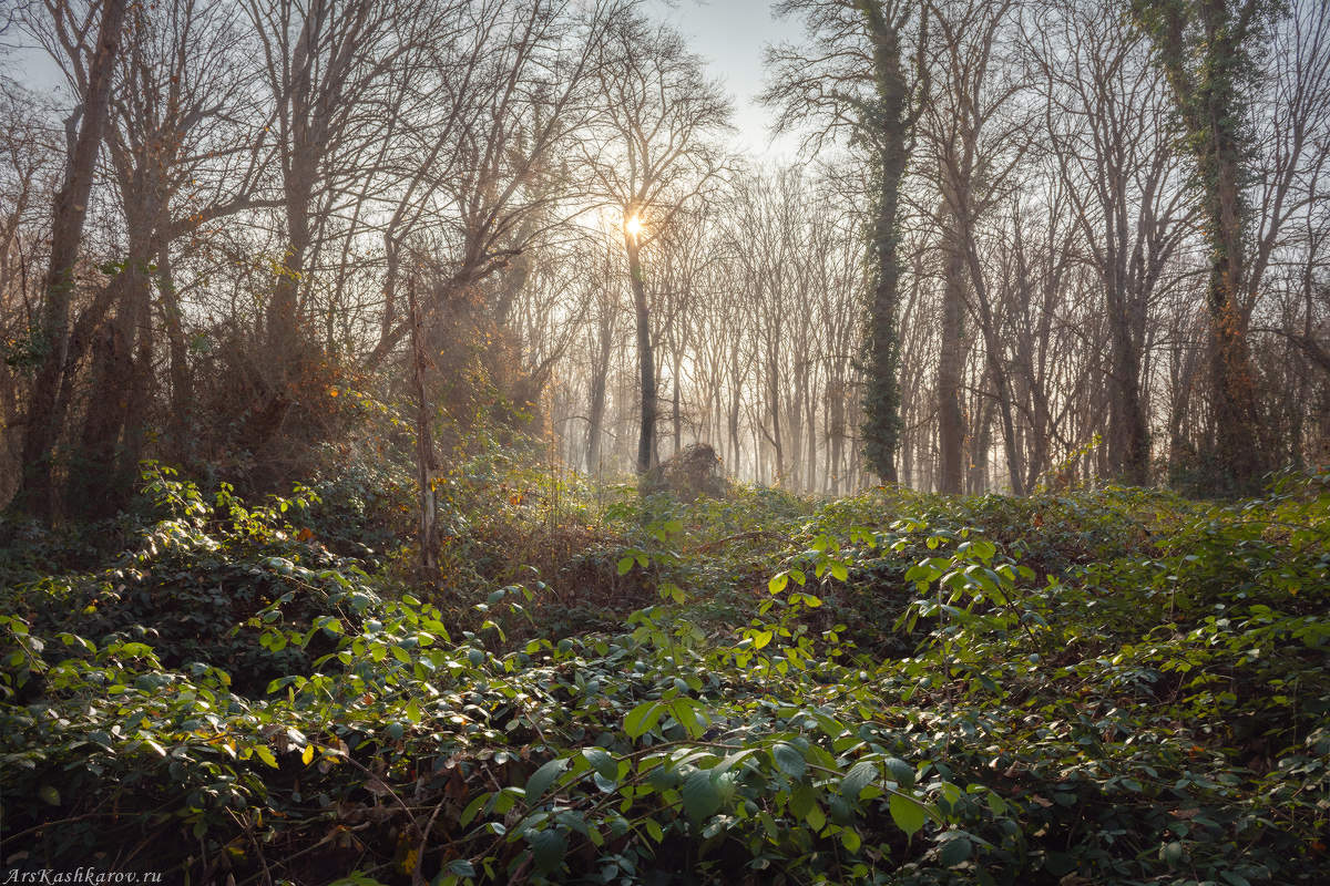 "Январская зелень"