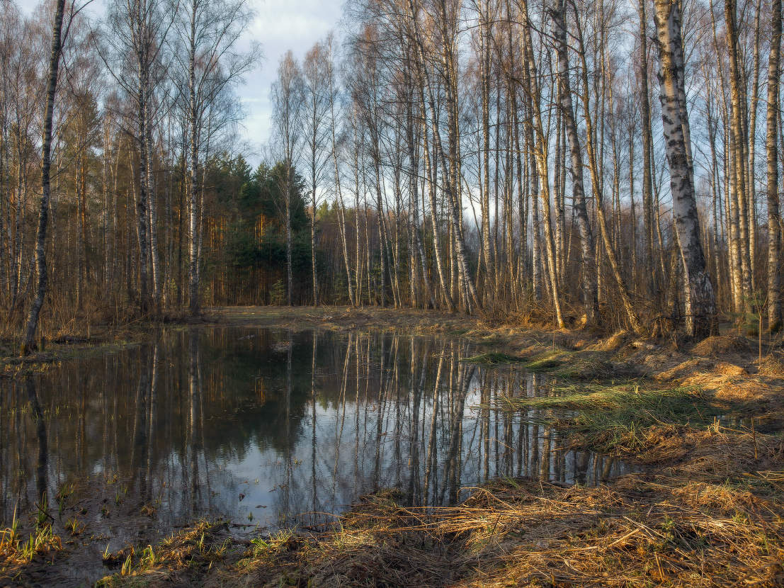 Близ речки Суворощь в разлив.
