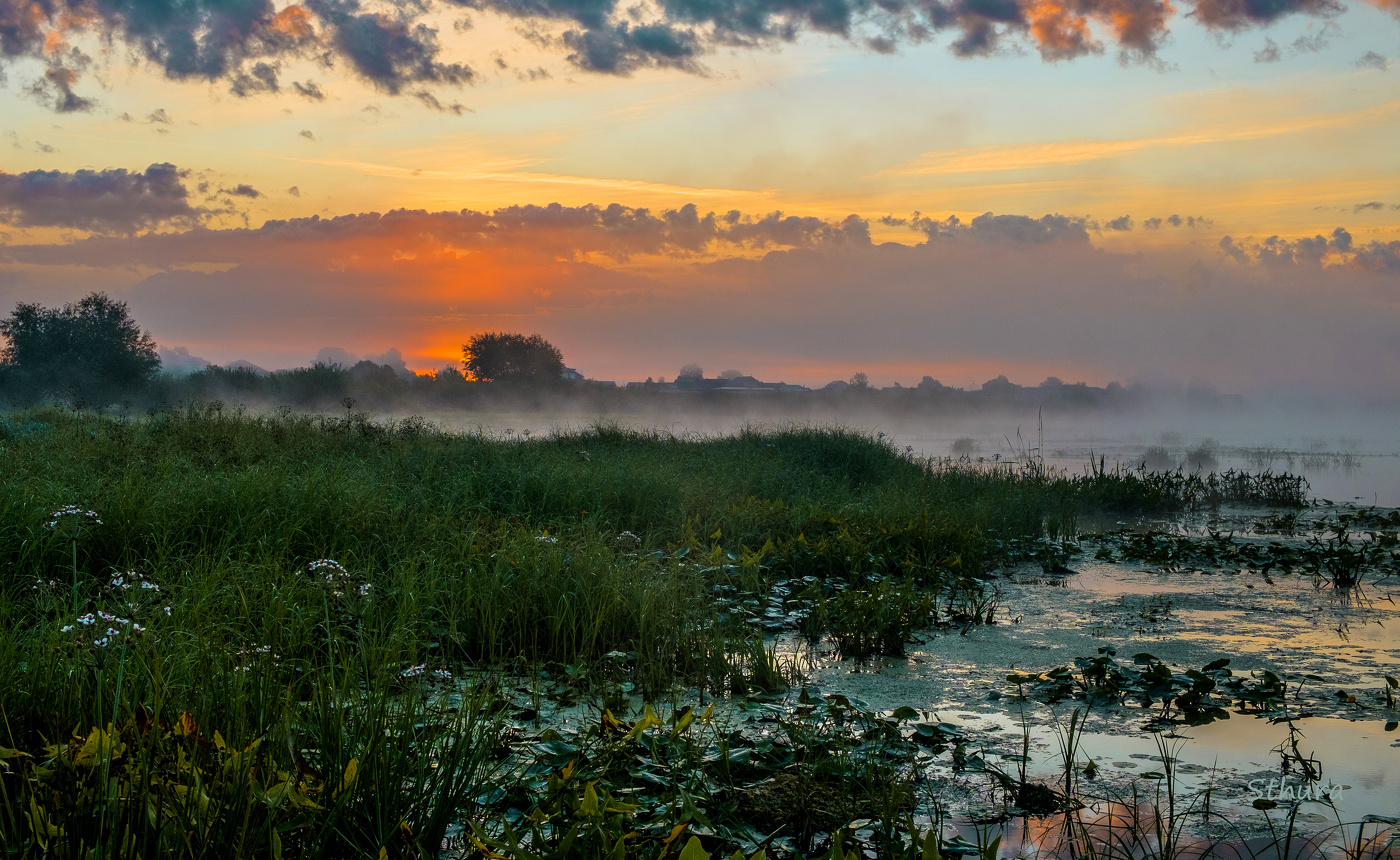 В зарослях Истока.
