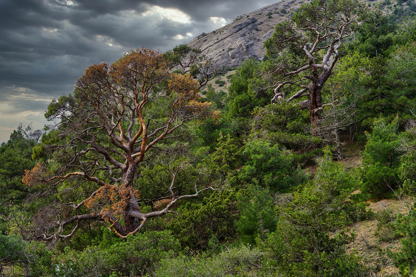 На склонах Караул-Оба