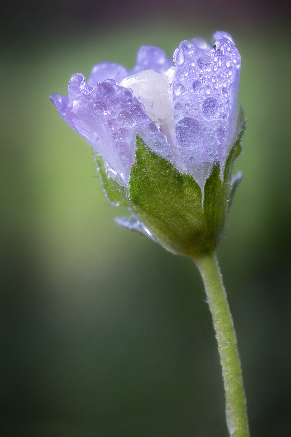 Цветок просвирника.