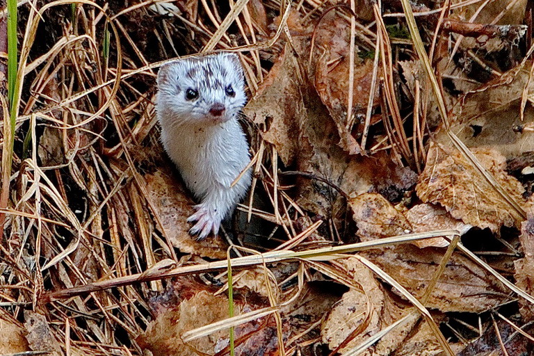 *Встреча с горностаем.**