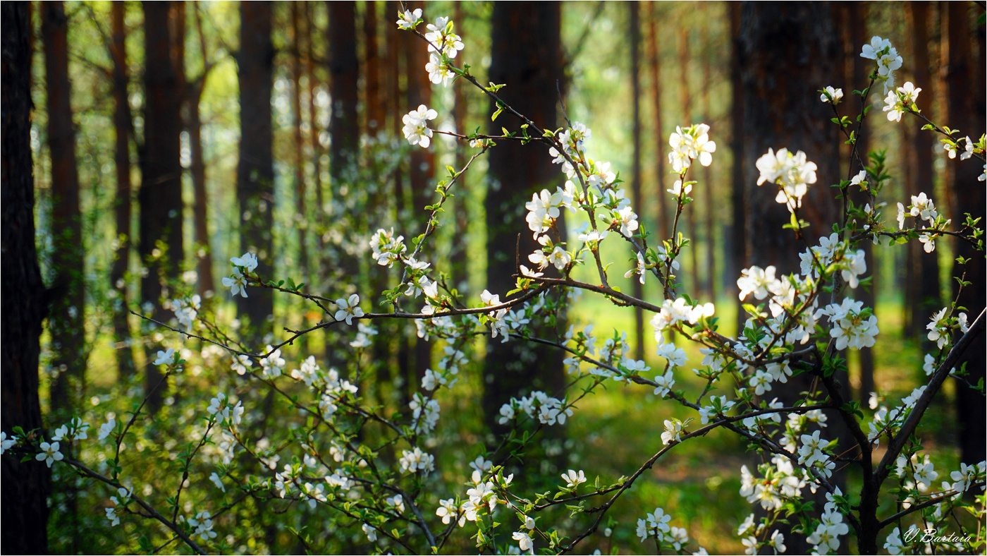 Майский лес. Пора цветения