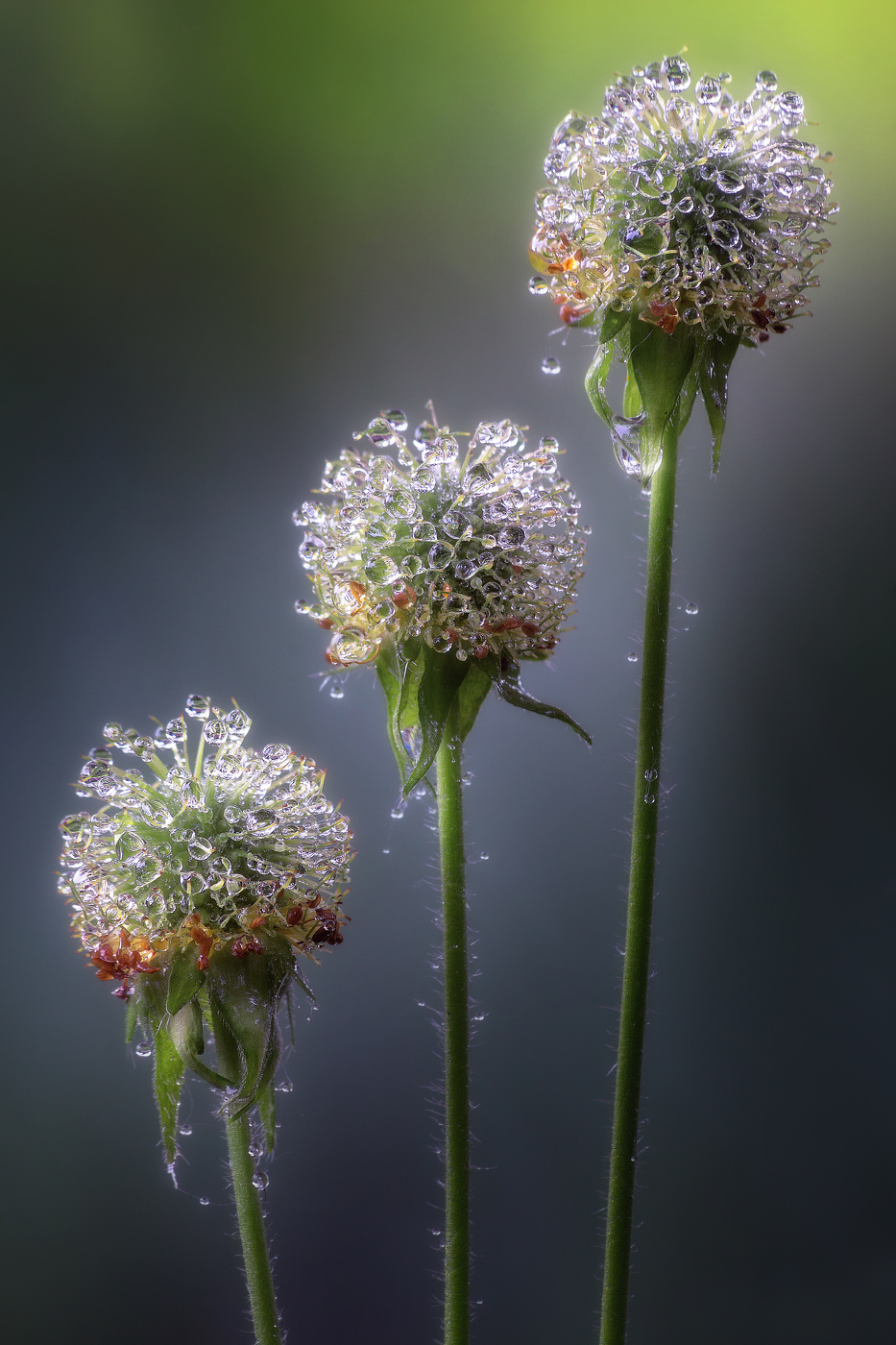 Гравилат в бриллиантовой россыпи.