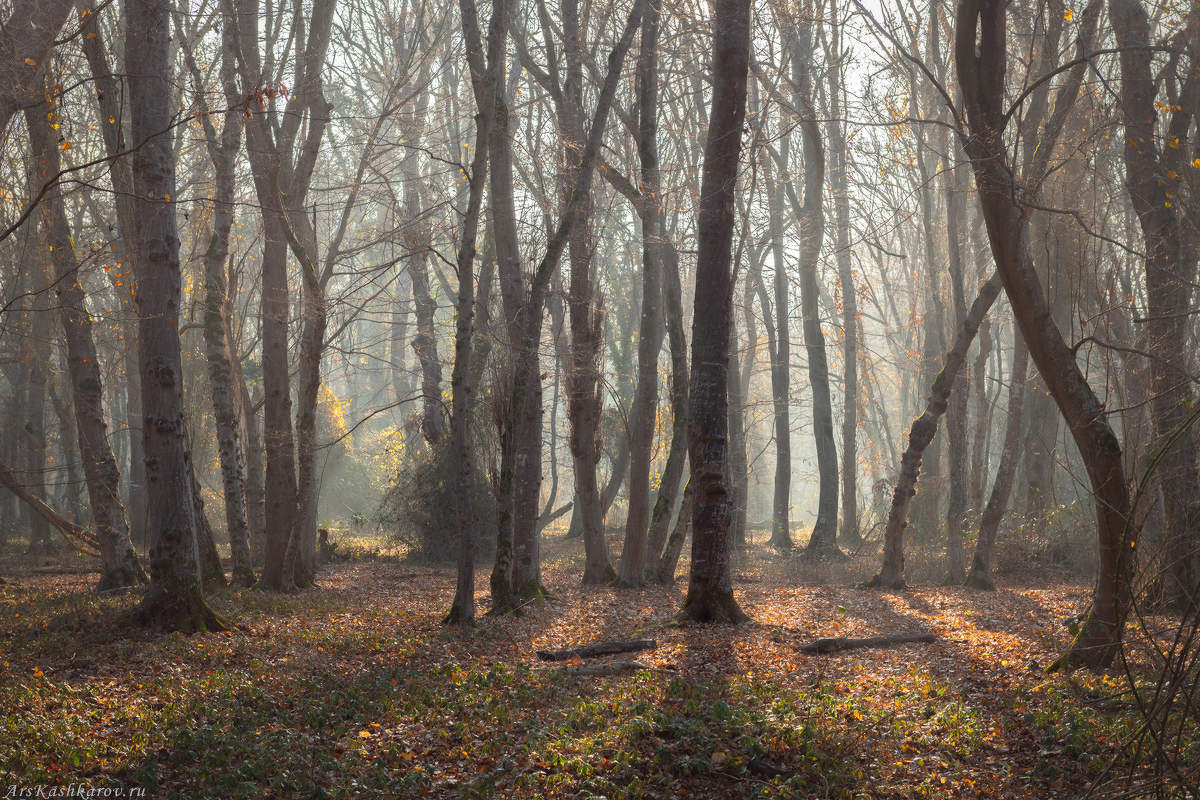 "Лес в тумане"