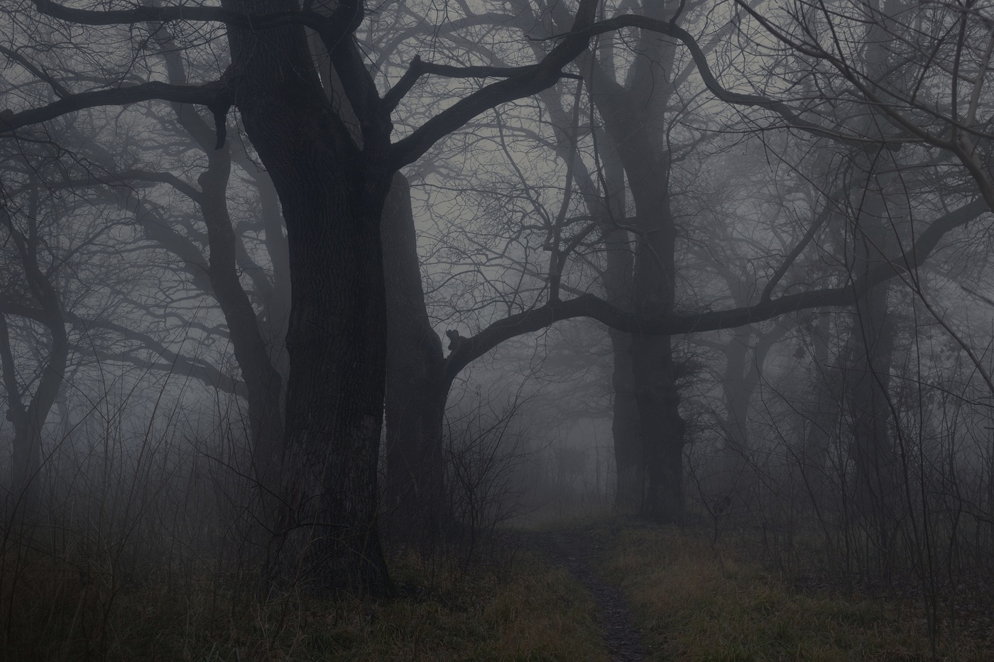 Туманное утро