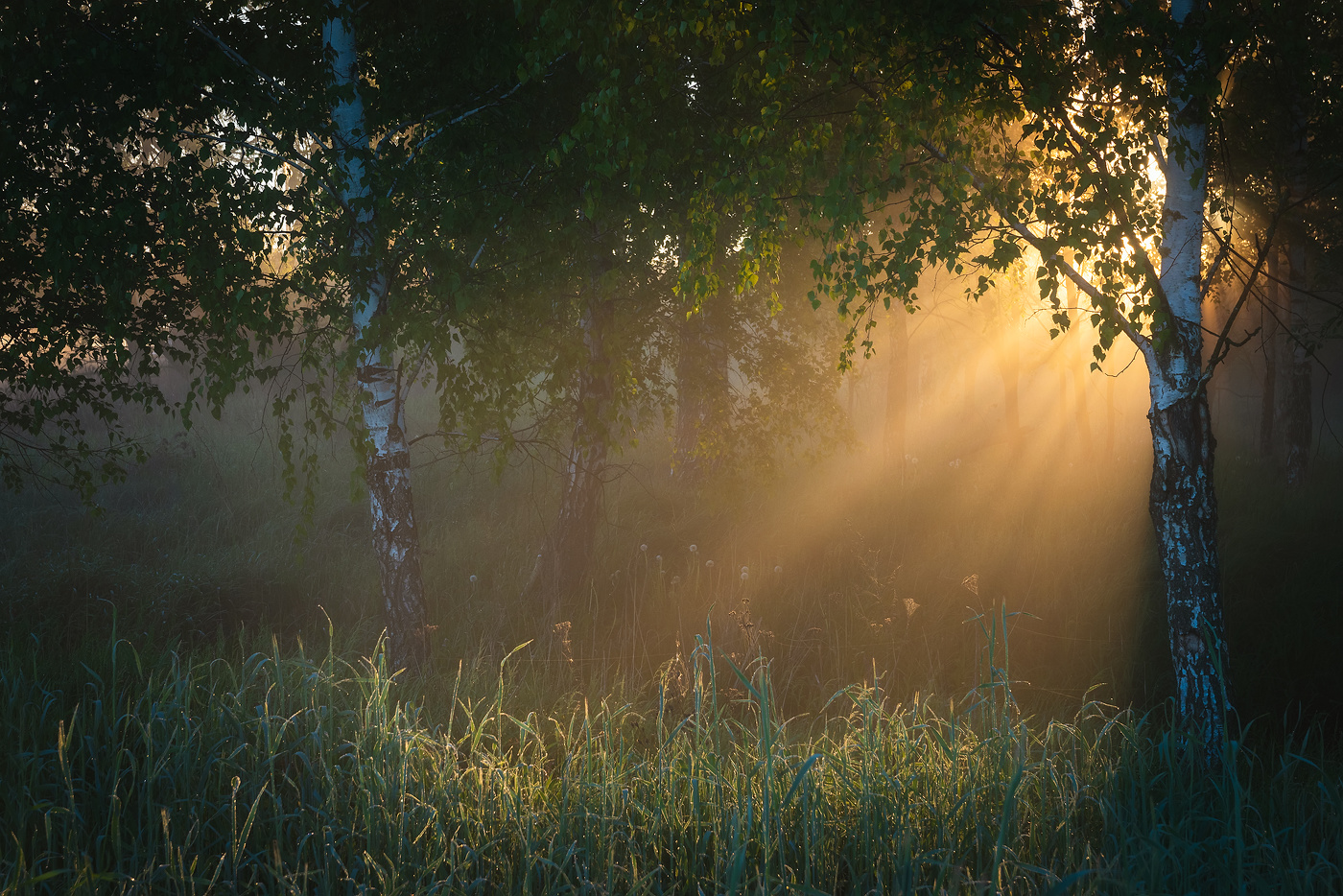 Тёплое утро мая