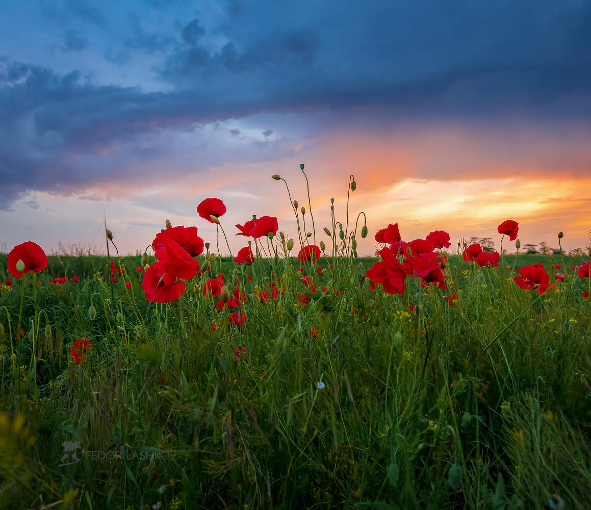 Маки в грозу
