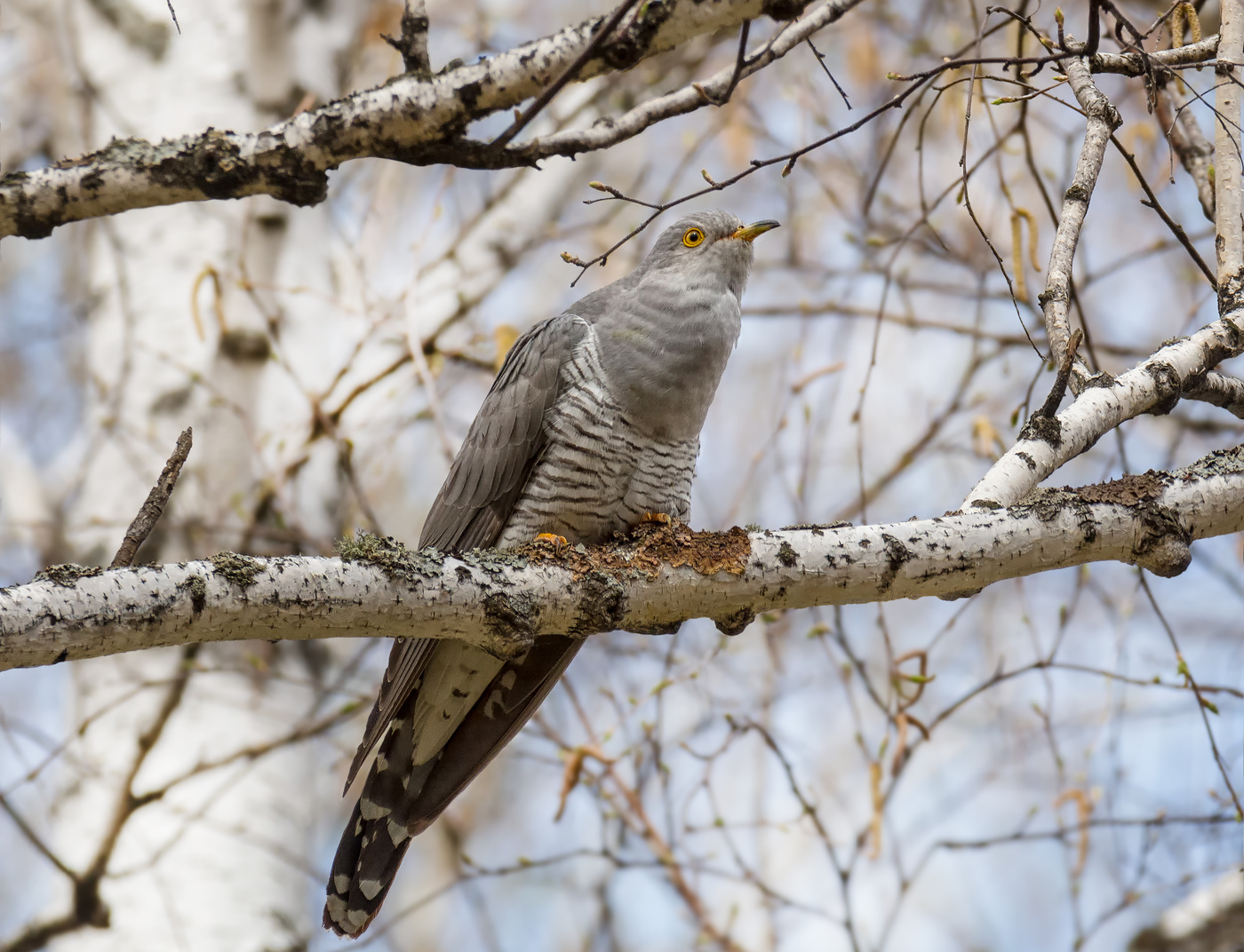 Весеннее КУ - КУ - КУ - КУ..