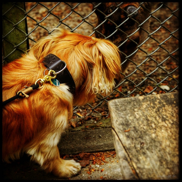 свой среди чужих