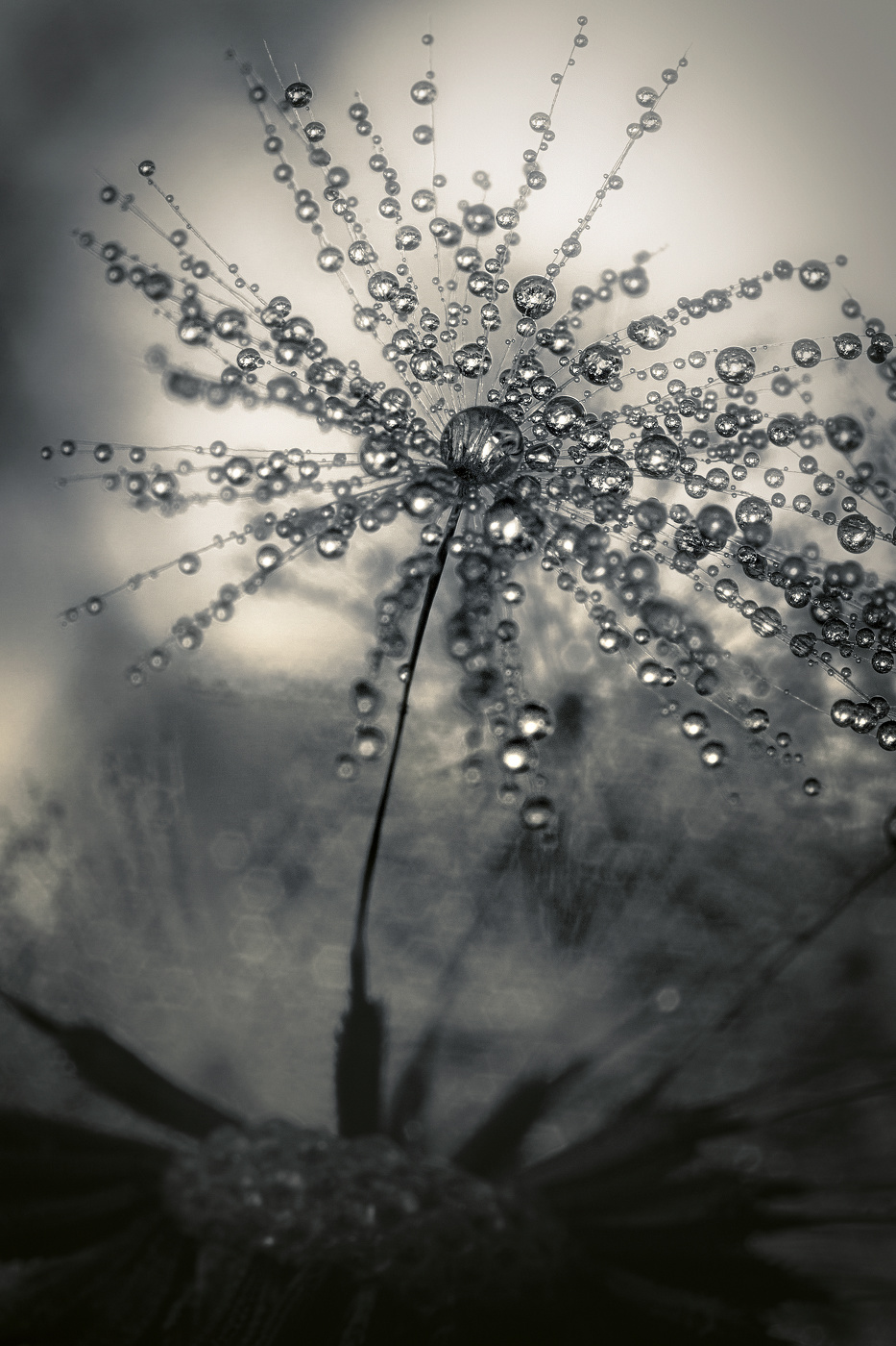 Одуванчик в бисере.