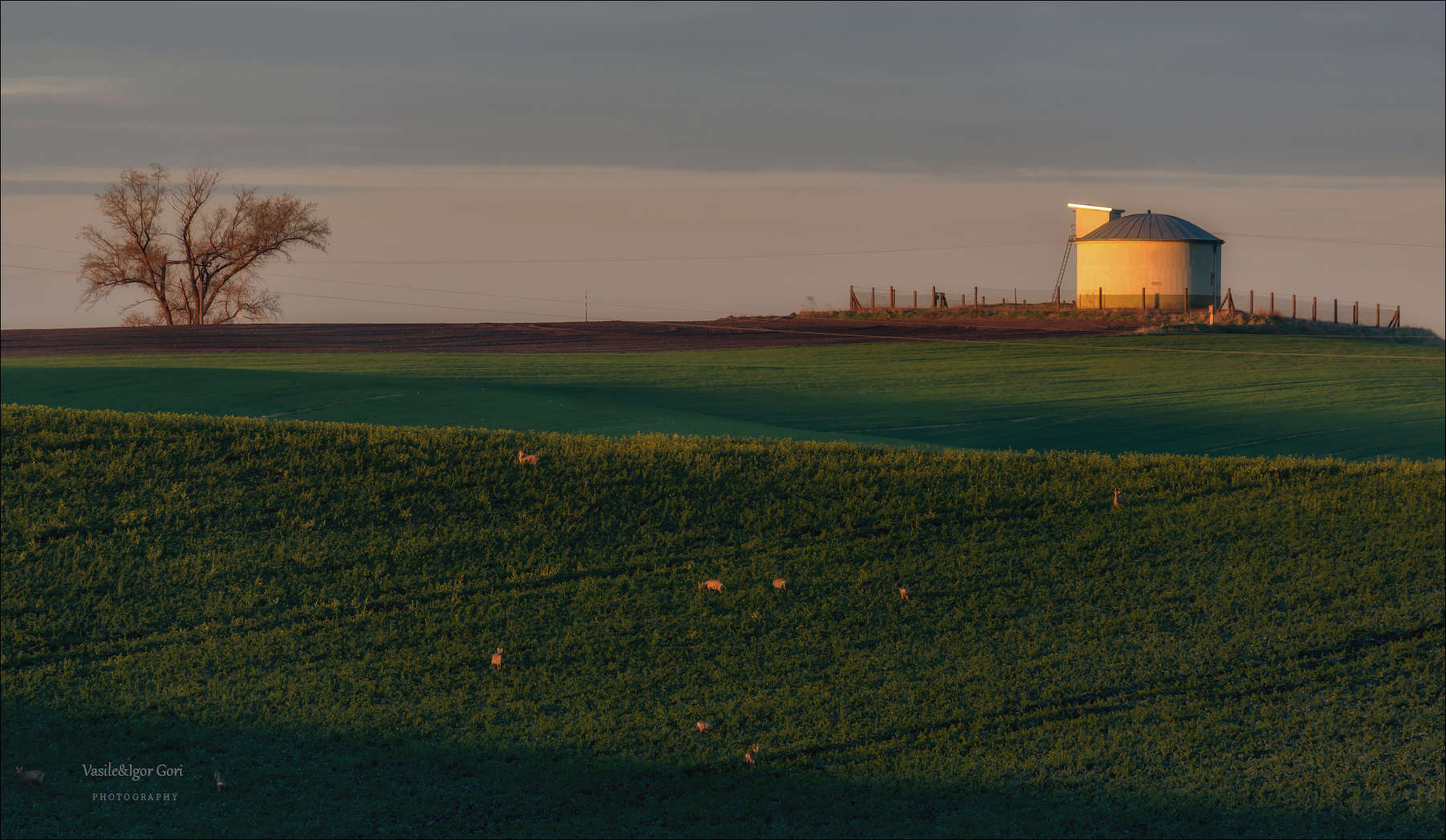 Косули на выпасе