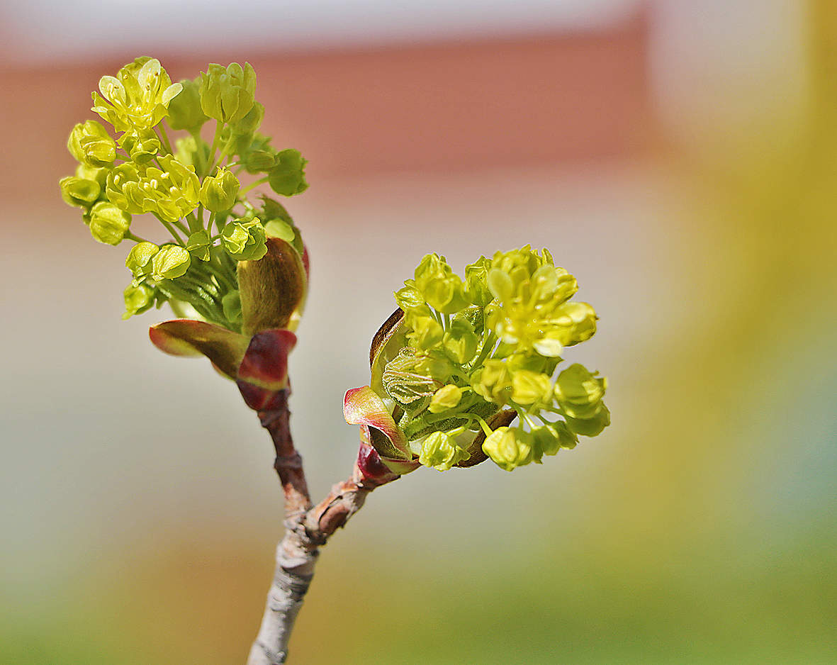 Пробуждение