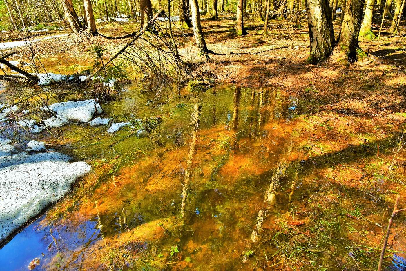 "Весенний лес звучит , как джаз, меняя темпы бессловесно..."