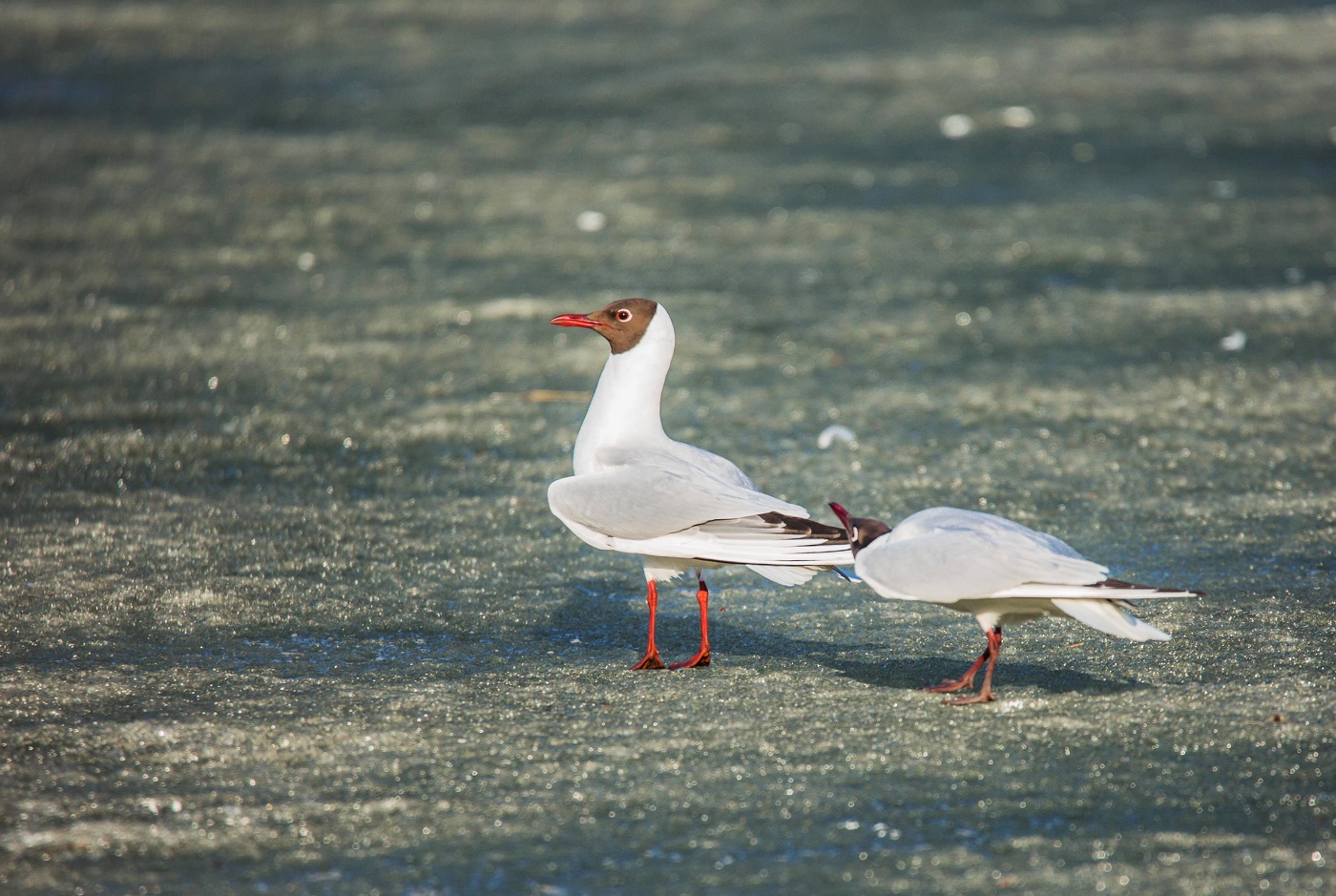 Снисходительный взгляд