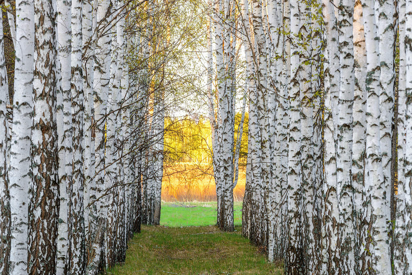 Берёзки...