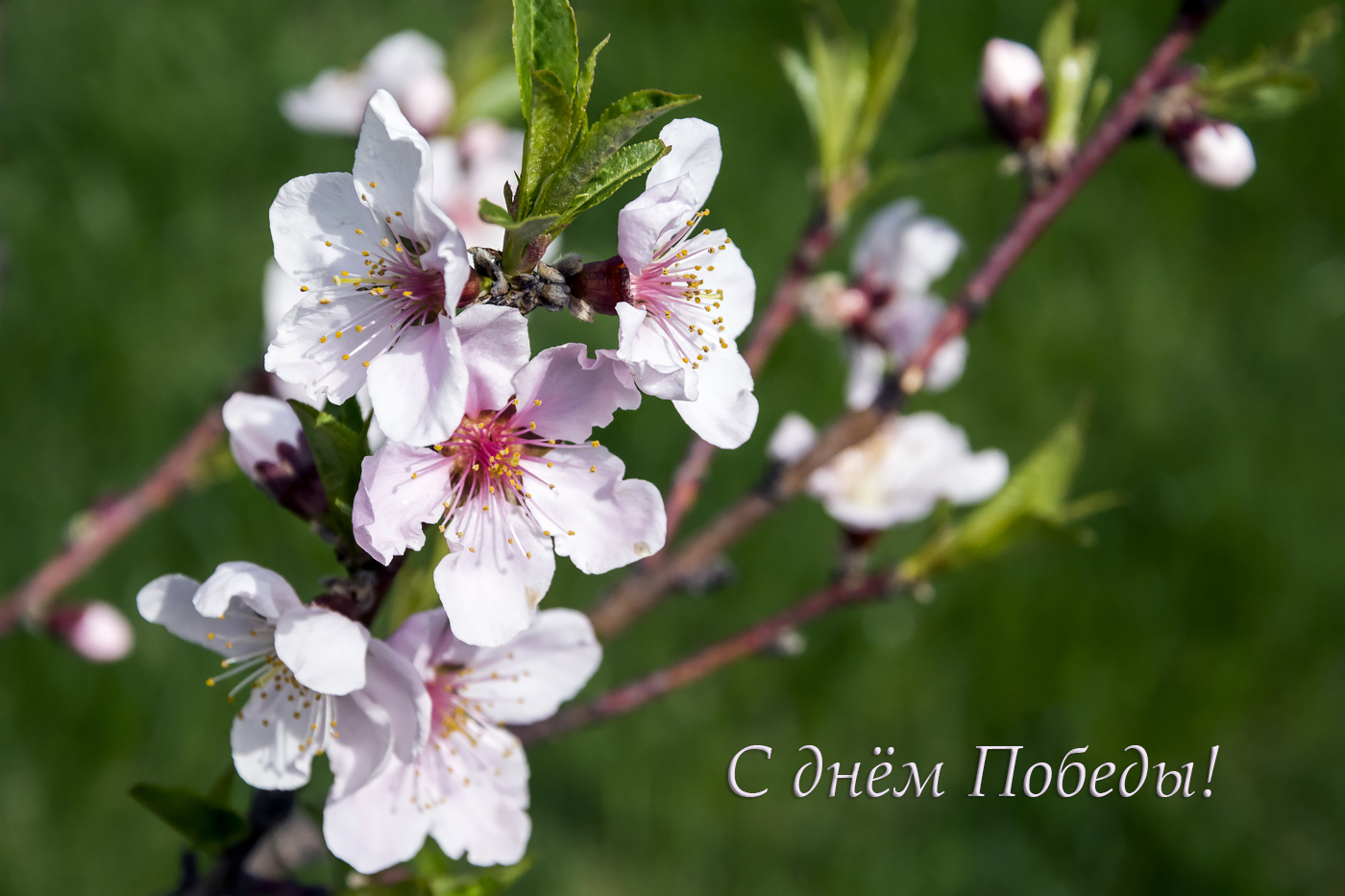 С Праздником Победы!!!