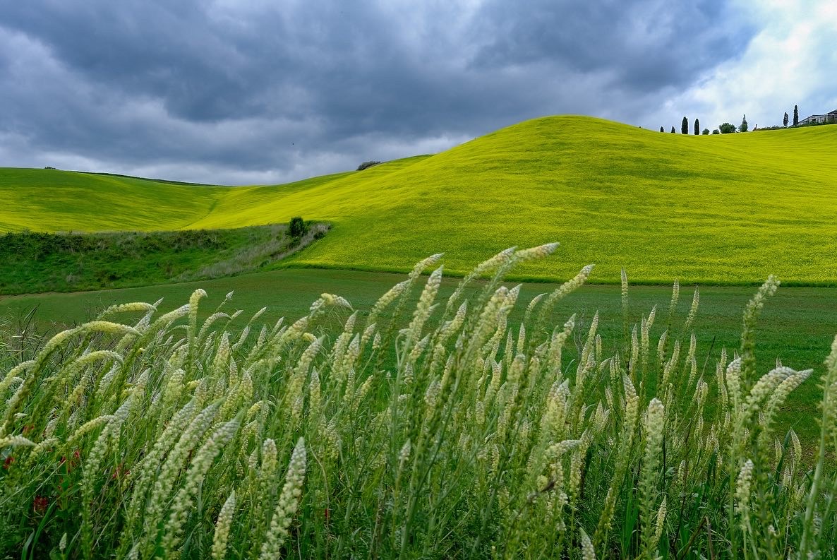 Tuscan hills in flowering time