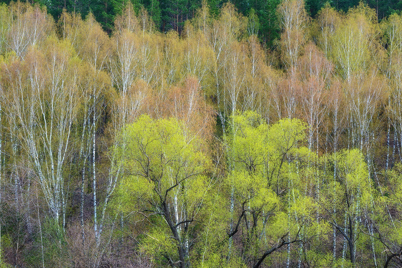Весеннее разноцветье...