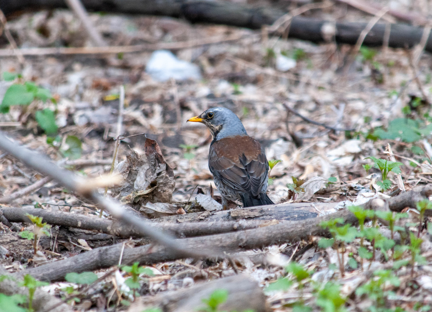 Дрозд рябинник