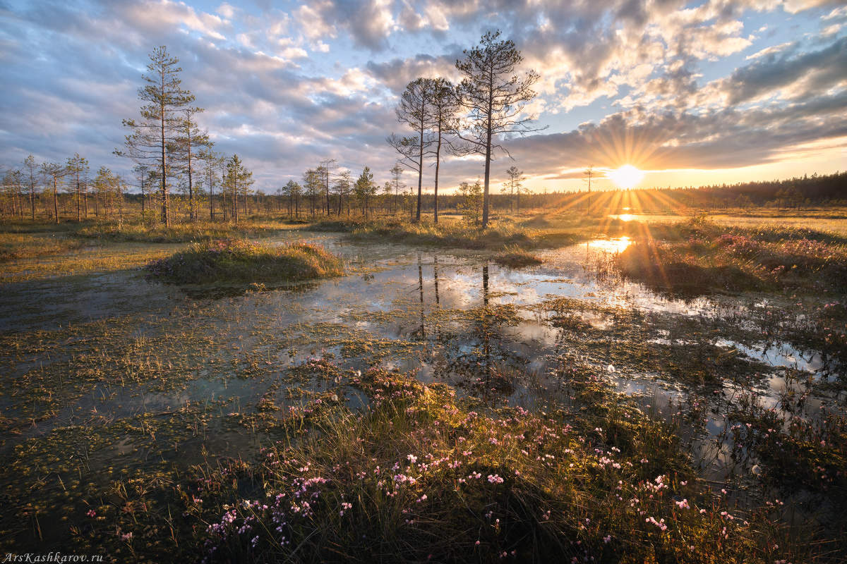 "Цветущее болото"