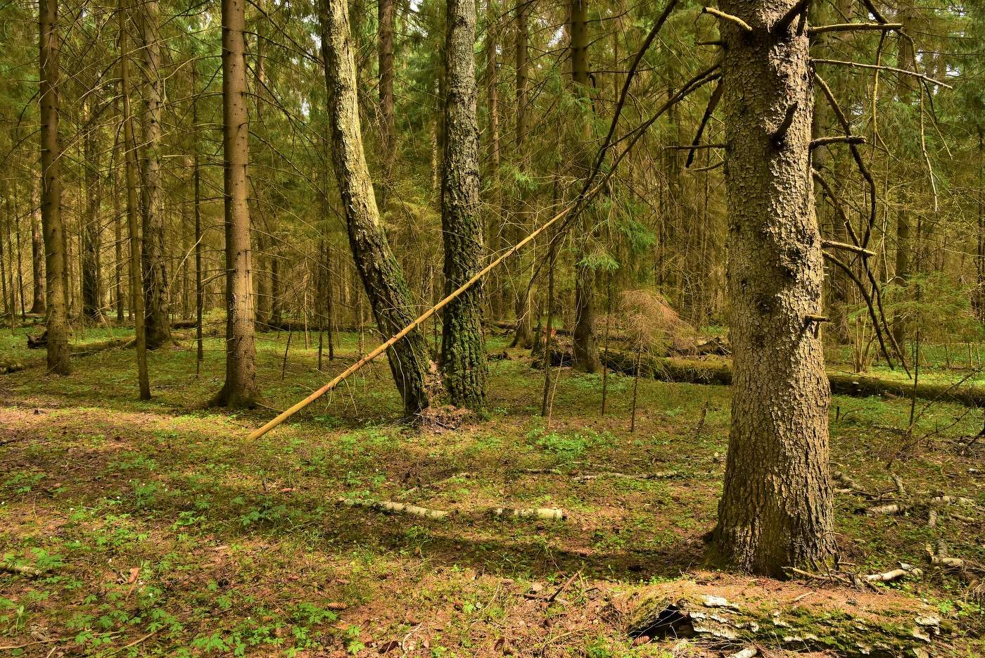 "Прислушайтесь к молчанию лесов ..."
