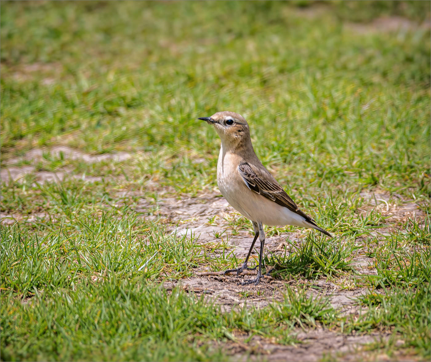 Каменка пустынная (самочка)
