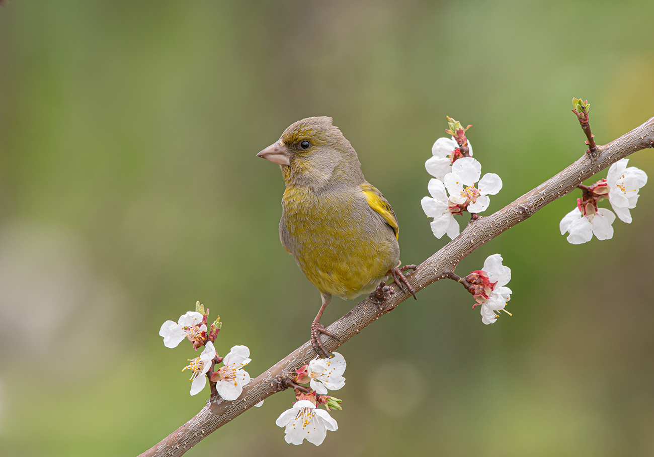 Весенняя картинка