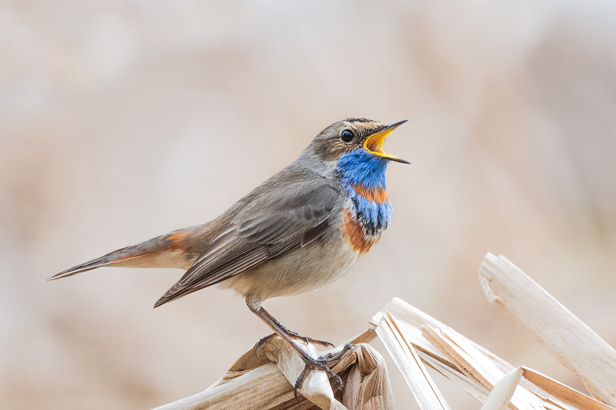 "Зов предков"